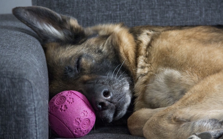 A felelős állattartásra fókuszál a DogMopolitan Kutyafesztivál